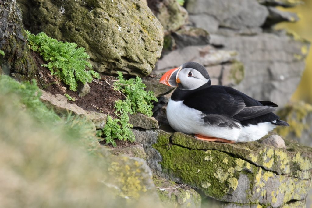 Zwischen den vielen Torhallen verirren sich auch immer wieder Puffins. "Brrr, ist das kalt hier"